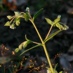 Trichodesma zeylanicum
