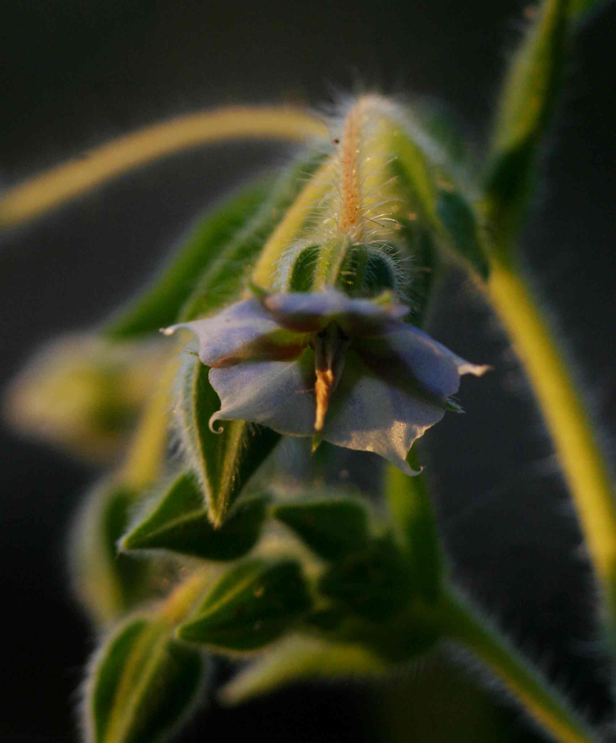 Trichodesma zeylanicum