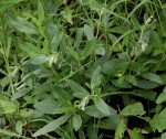 Trichodesma zeylanicum