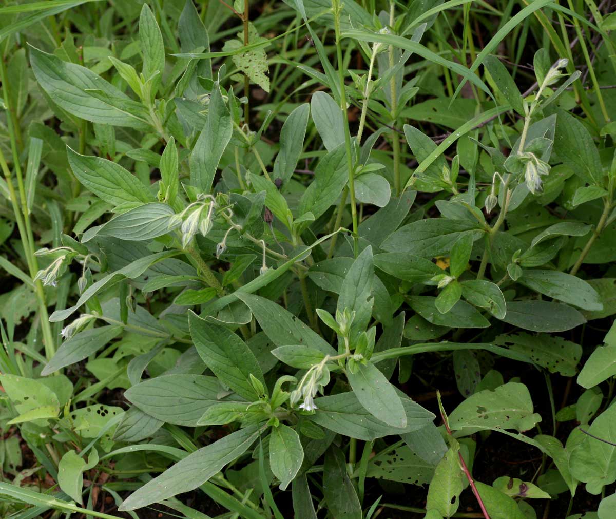 Trichodesma zeylanicum