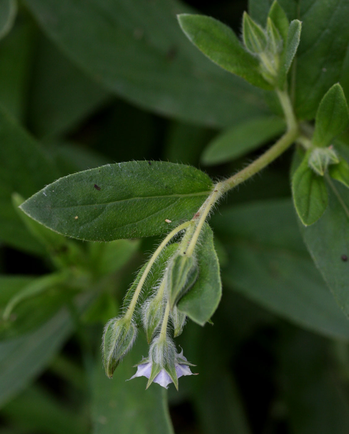 Trichodesma zeylanicum