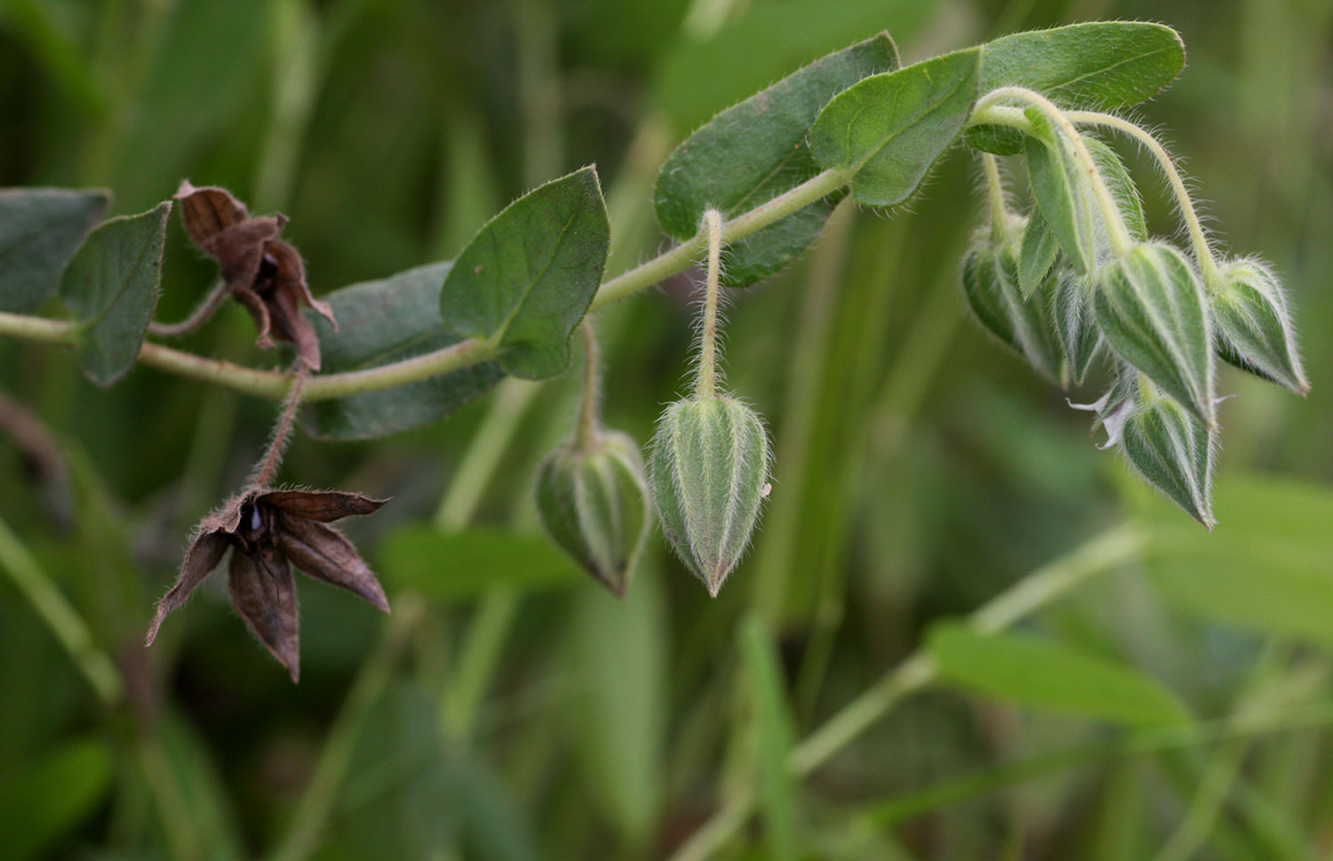 Trichodesma zeylanicum