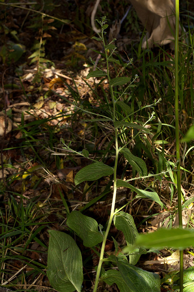 Cynoglossum amplifolium