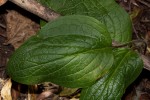 Cynoglossum amplifolium