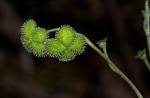 Cynoglossum amplifolium