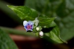 Cynoglossum amplifolium