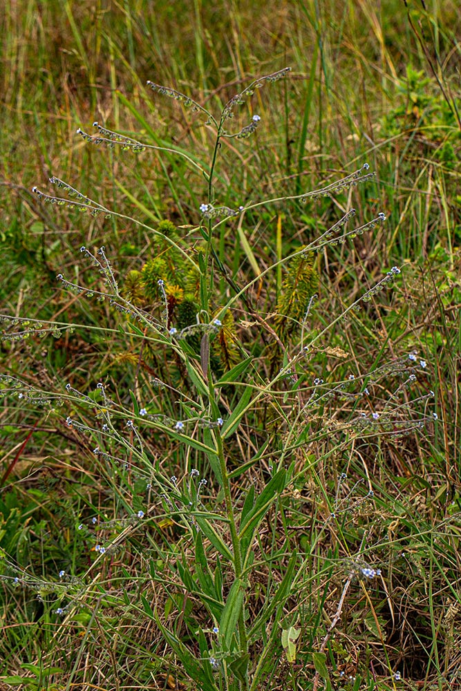 Cynoglossum lanceolatum