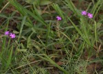 Verbena aristigera