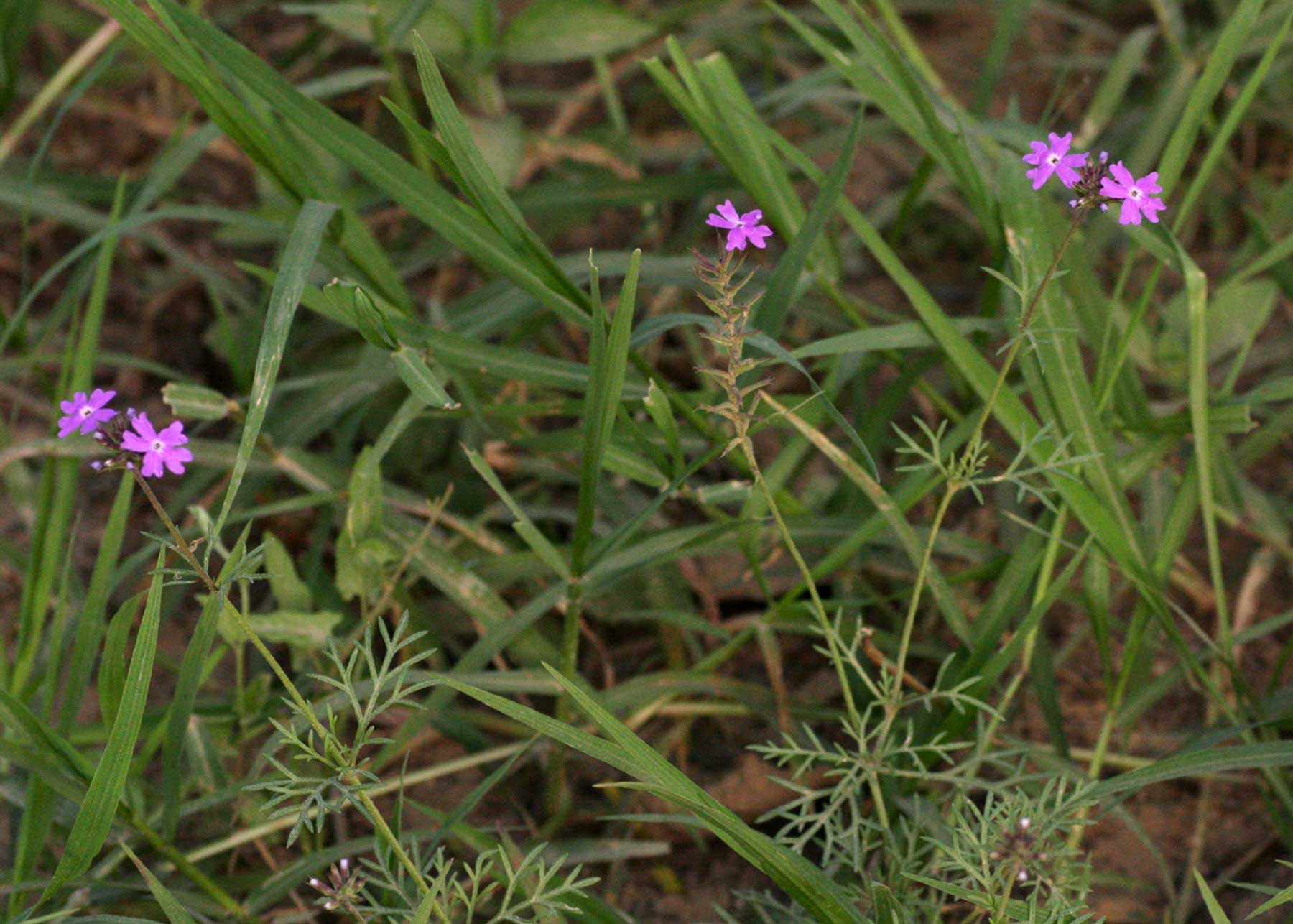 Verbena aristigera