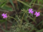 Verbena aristigera