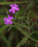 Verbena aristigera
