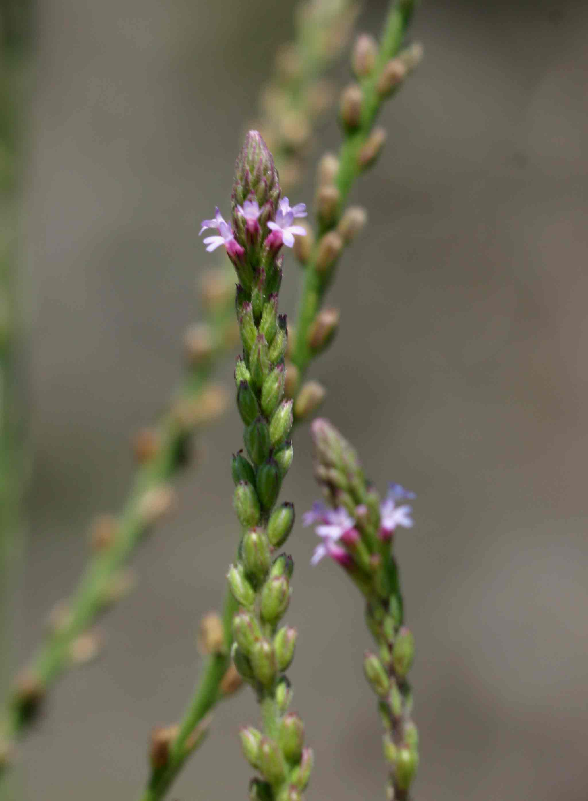 Verbena officinalis subsp. africana