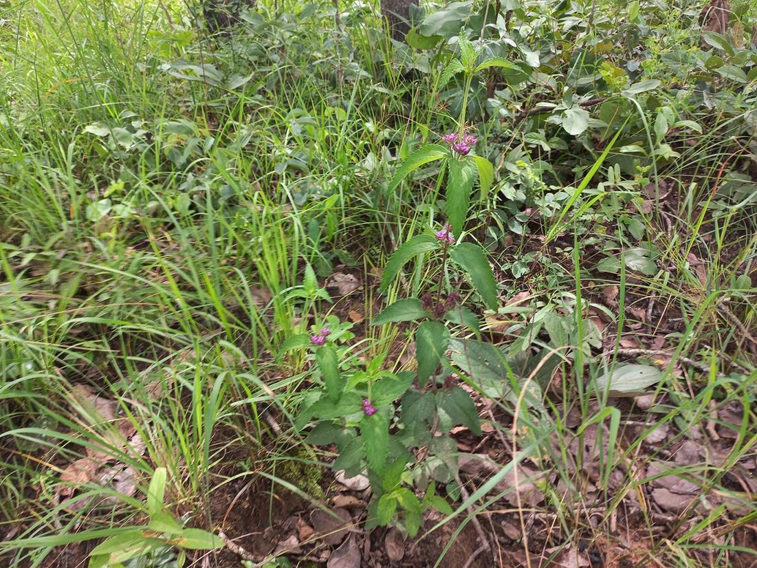 Lantana ukambensis