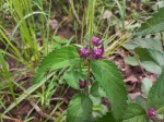Lantana ukambensis