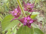 Lantana ukambensis