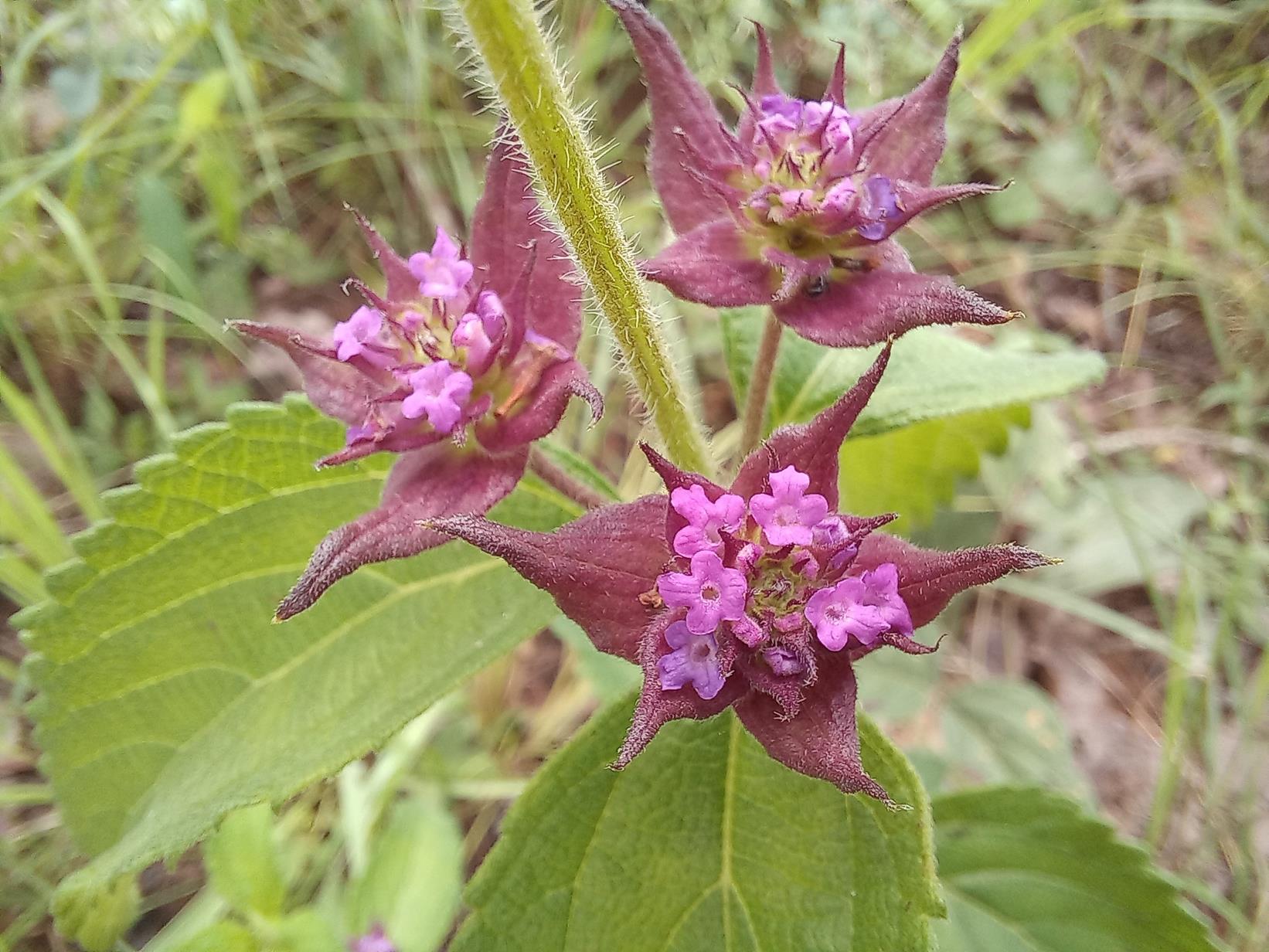 Lantana ukambensis
