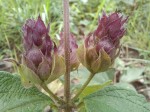 Lantana ukambensis