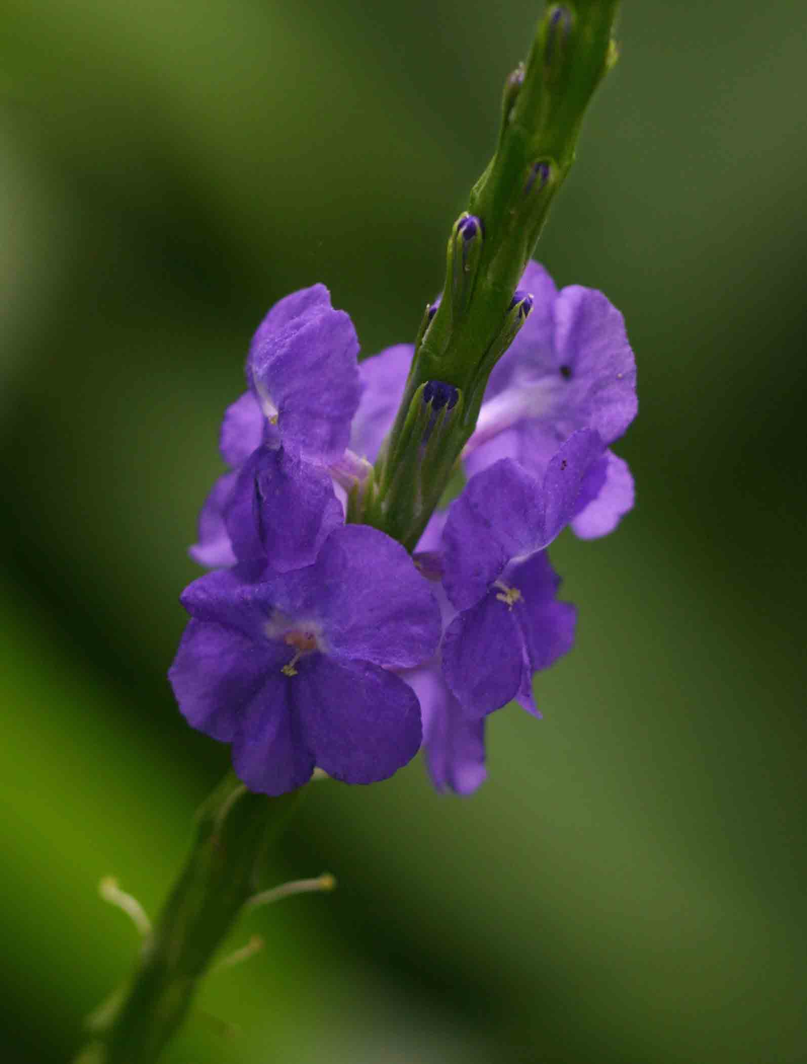 Stachytarpheta jamaicensis Stachytarpheta jamaicensis