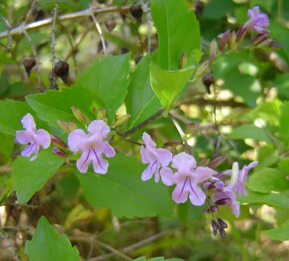 Duranta erecta