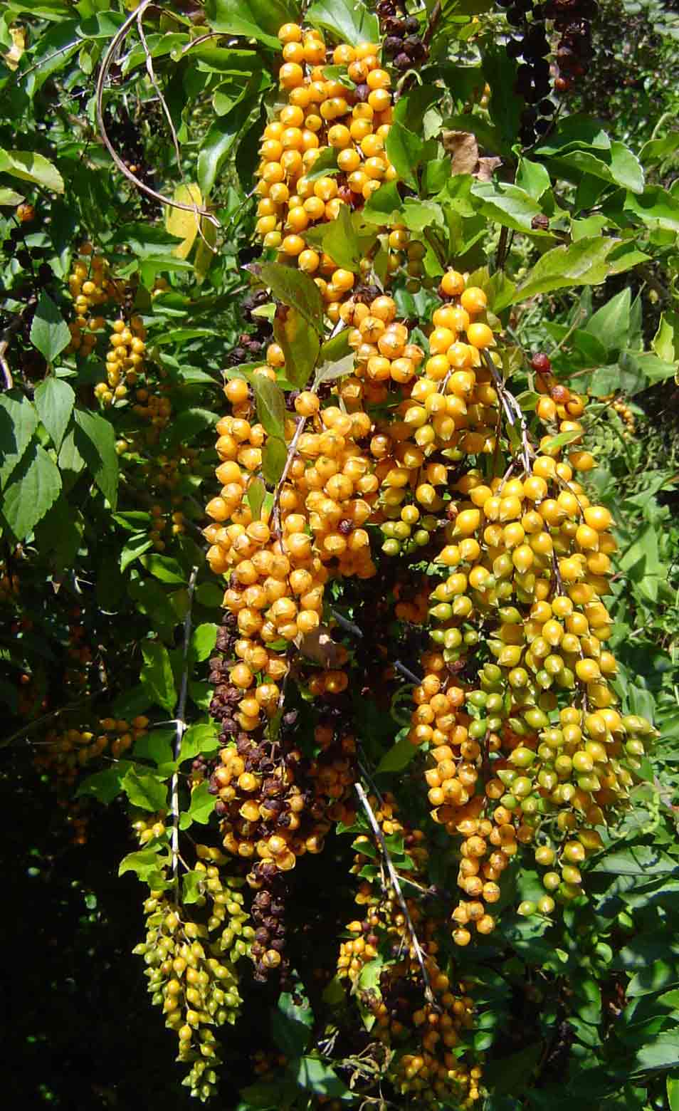 Duranta erecta