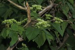 Premna senensis