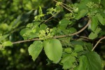 Premna senensis