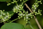 Premna senensis