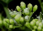 Premna senensis