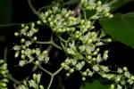 Premna senensis