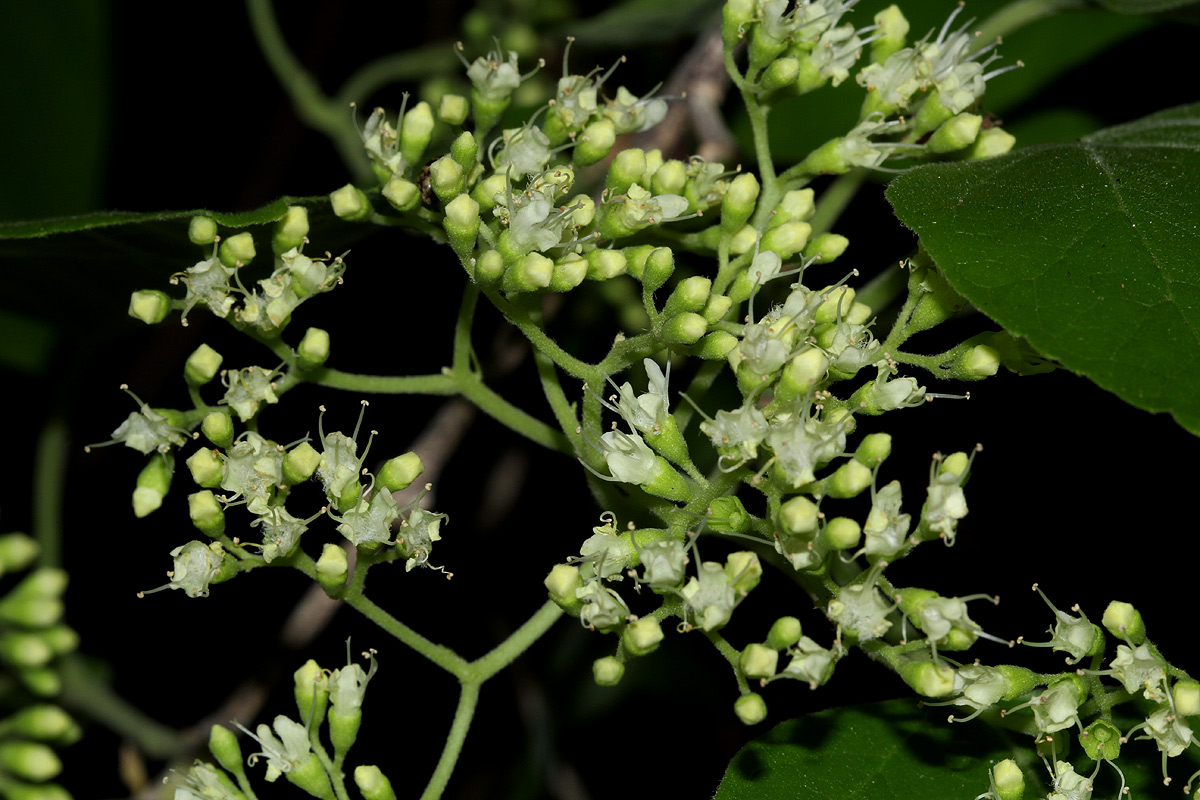 Premna senensis