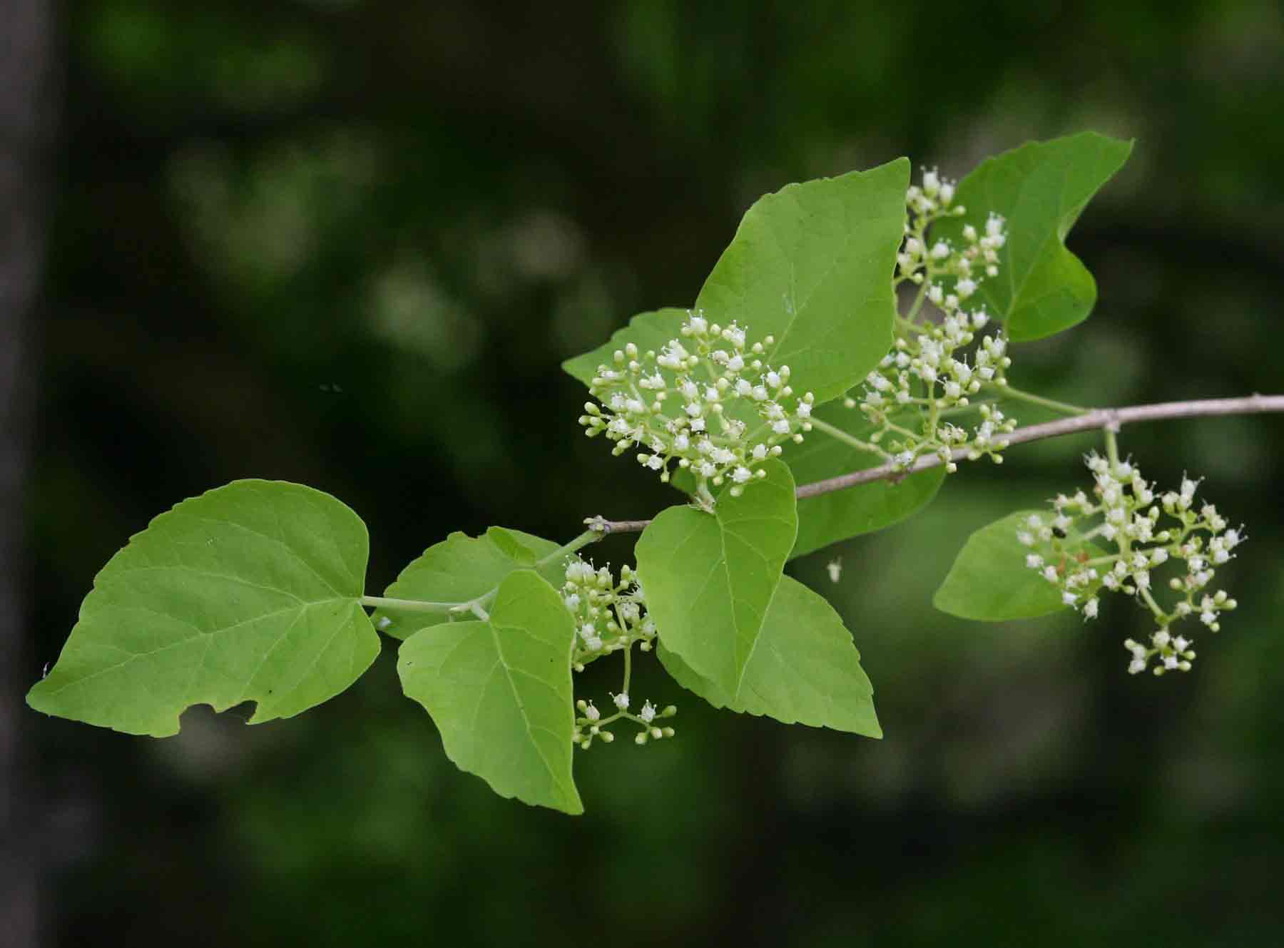 Premna senensis