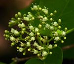 Premna senensis