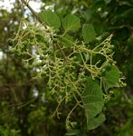 Premna senensis