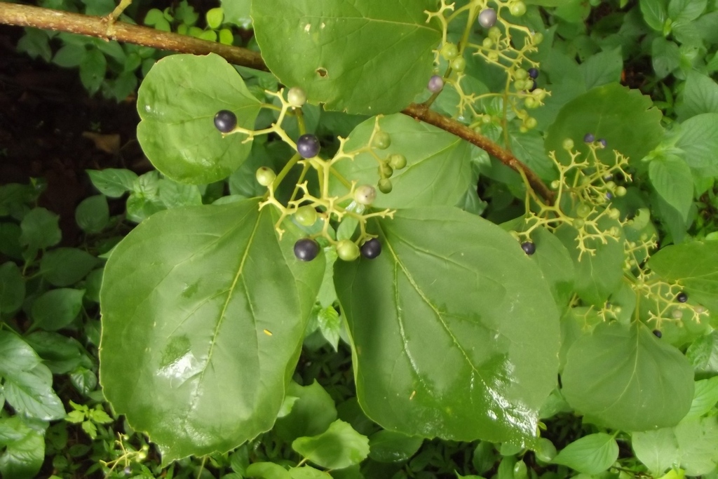 Premna senensis