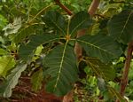 Vitex doniana