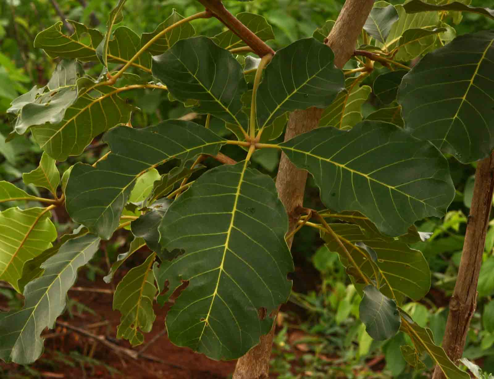 Vitex doniana