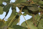 Vitex doniana