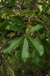 Vitex doniana