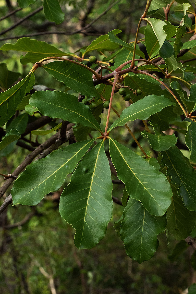 Vitex doniana