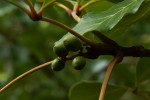 Vitex doniana