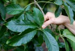 Vitex doniana