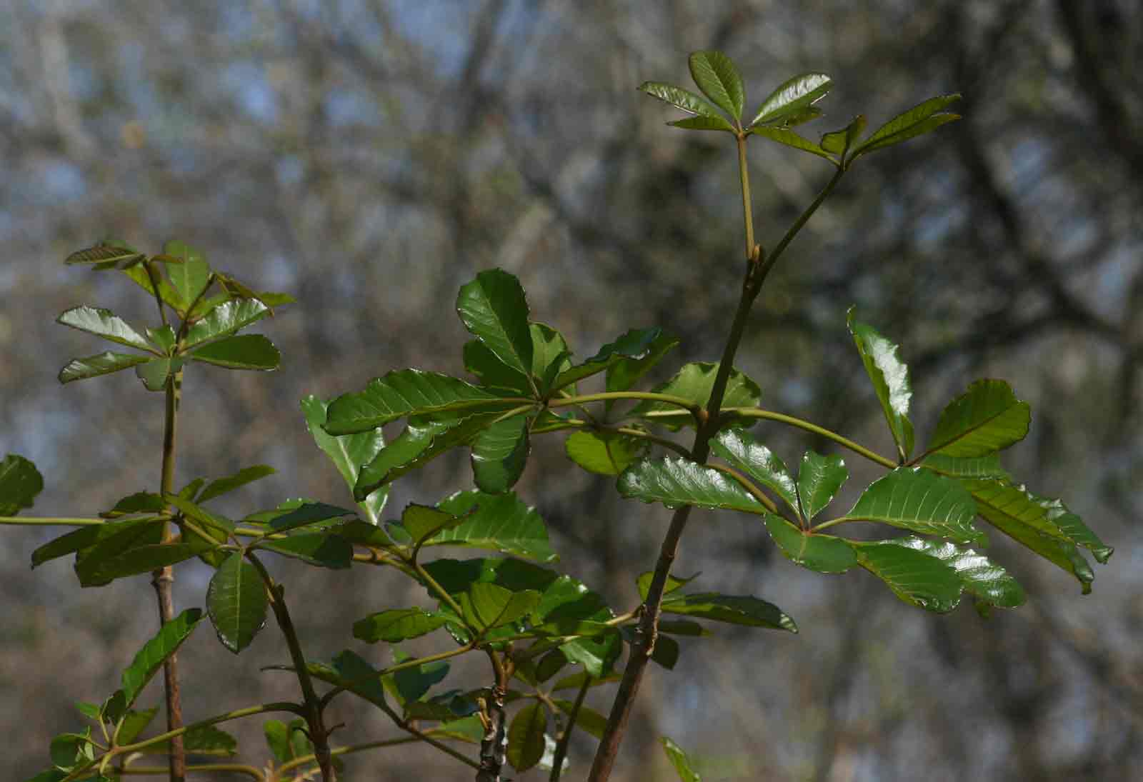 Vitex doniana