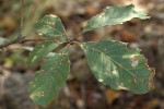 Vitex doniana