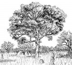 Vitex doniana