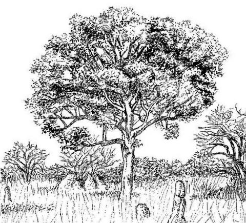 Vitex doniana