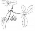 Vitex doniana