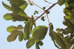 Vitex doniana