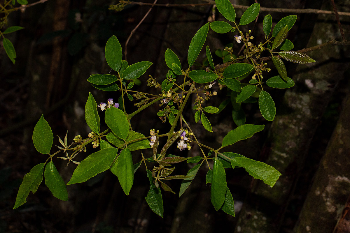 Vitex ferruginea