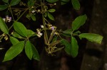 Vitex ferruginea