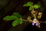 Vitex ferruginea